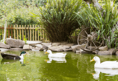 Backyard duck pond ideas