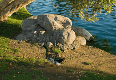 Backyard duck pond idea