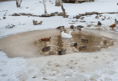 Backyard duck pond idea