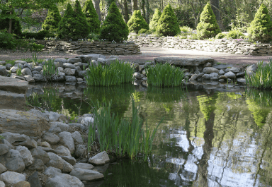 Backyard large pond idea