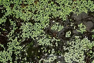 Submerged Brazilian elodea stems covered with narrow leaves in dense whorls