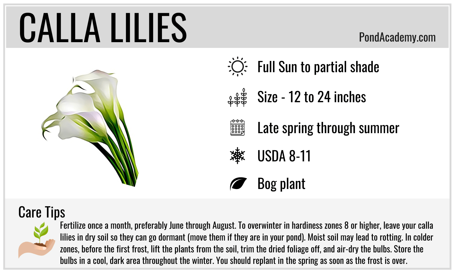 Calla Lilies care card