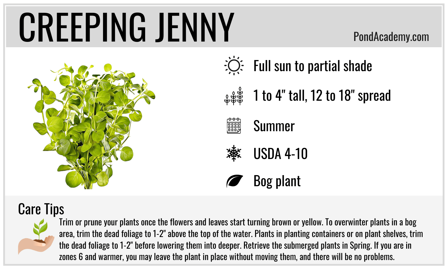 Creeping Jenny care card