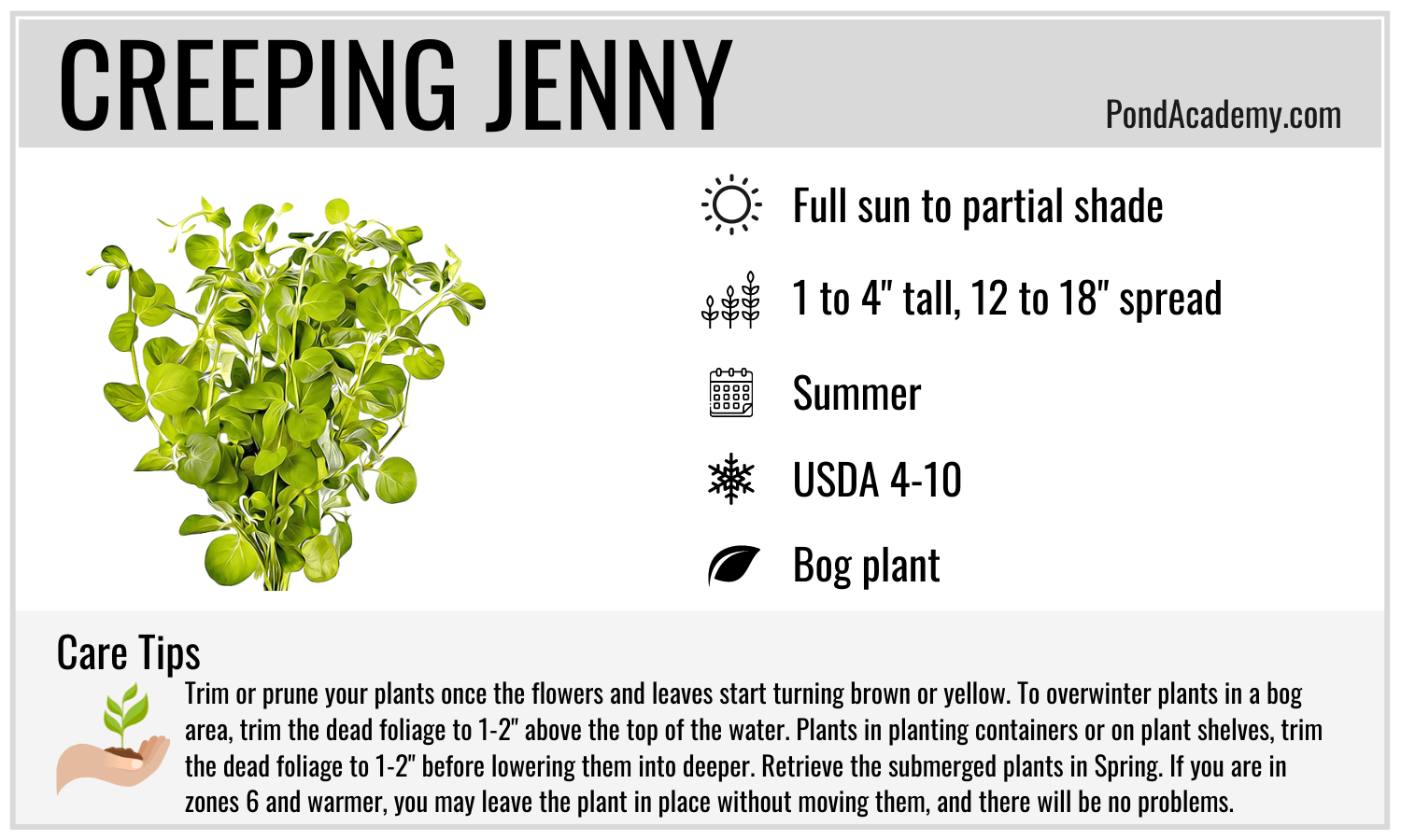 Creeping Jenny Care Card