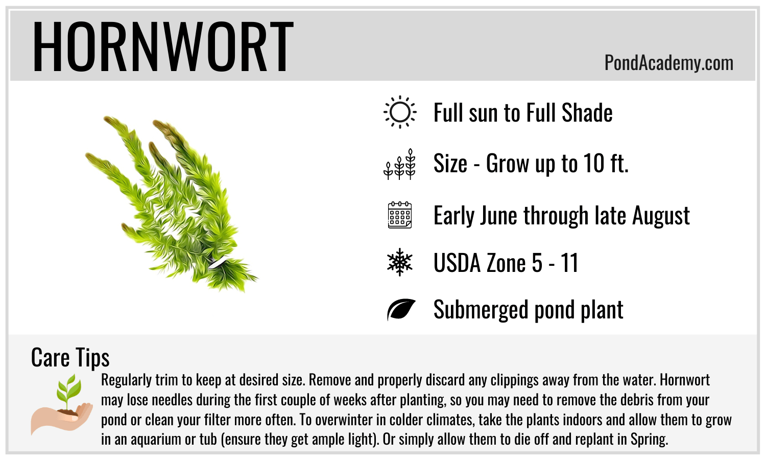 Hornwort Care Card