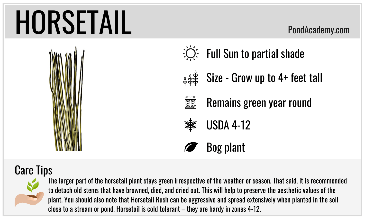 Horsetail care card