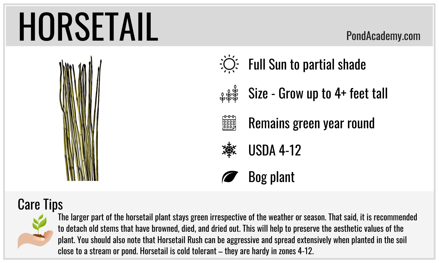 Horsetail Care Card