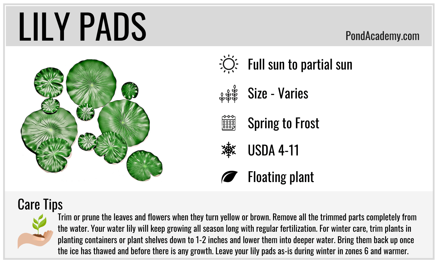 Lily Pads Care Card