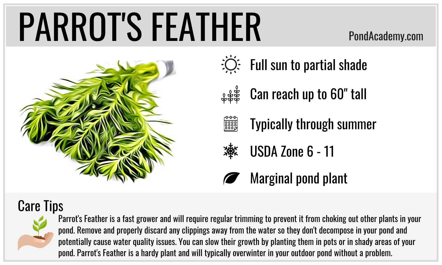 Parrot Feather Care Card