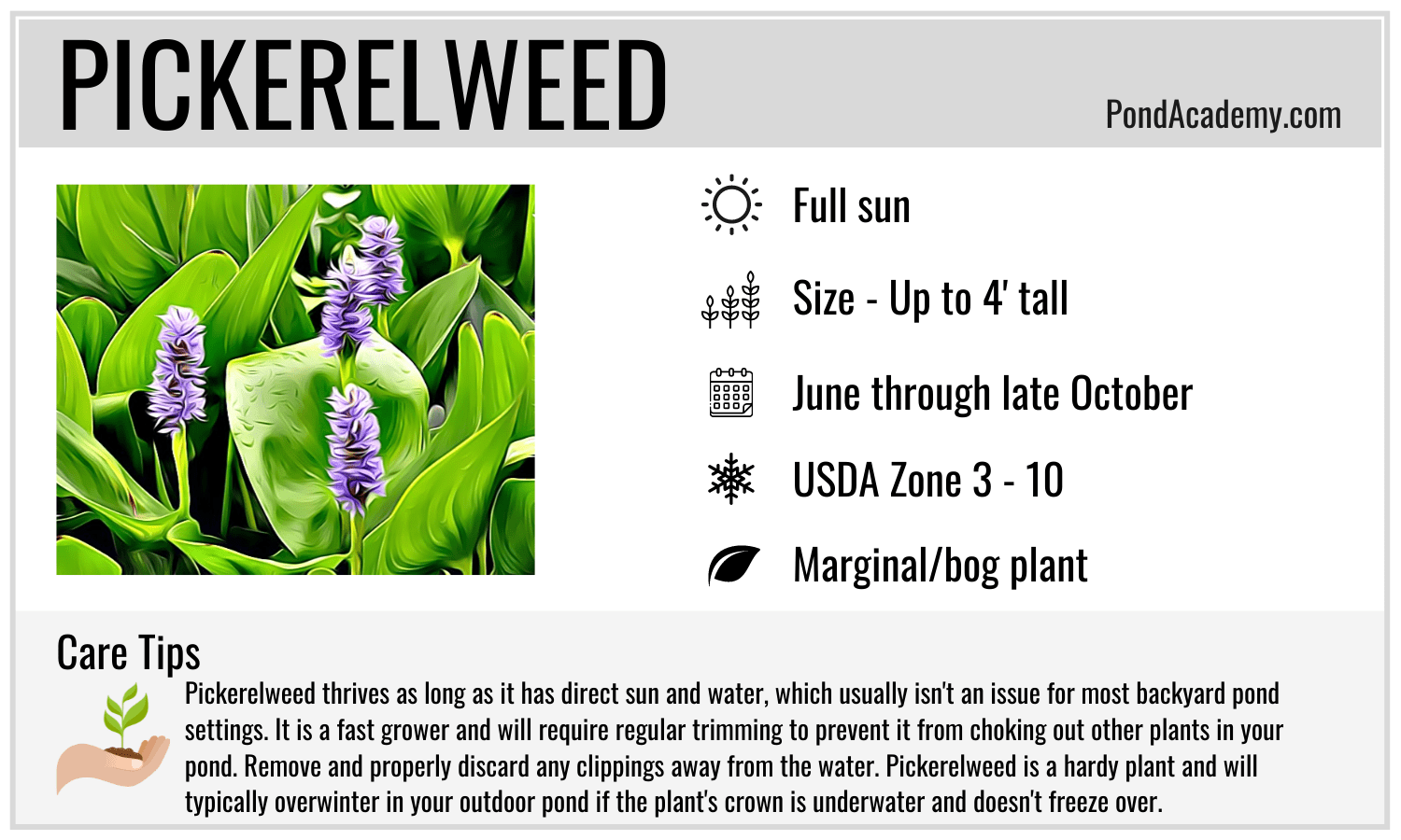 Pickerelweed Care Card