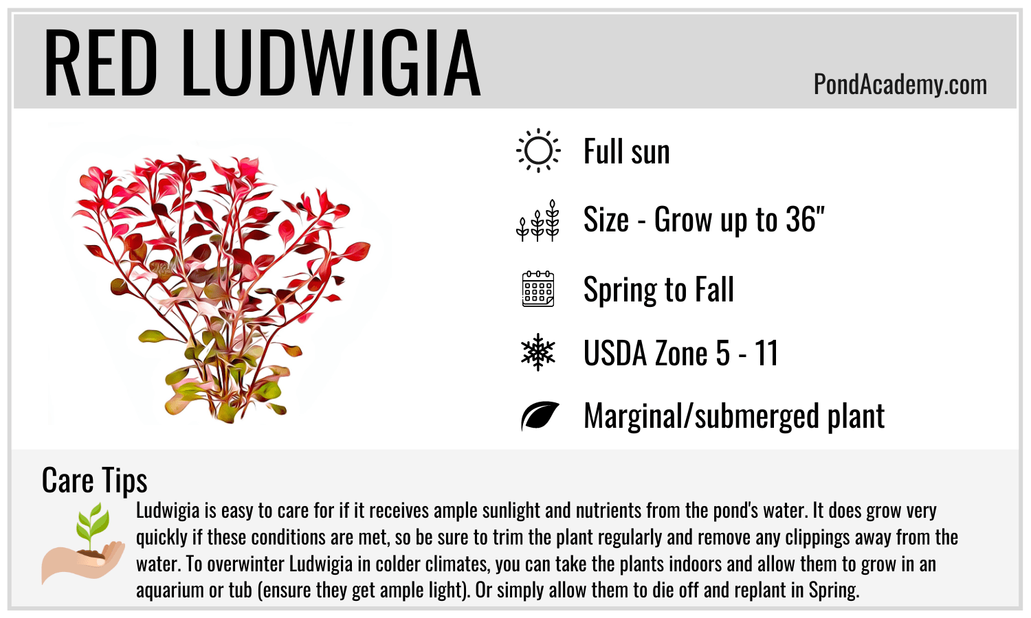 Red Ludwigia Care Card