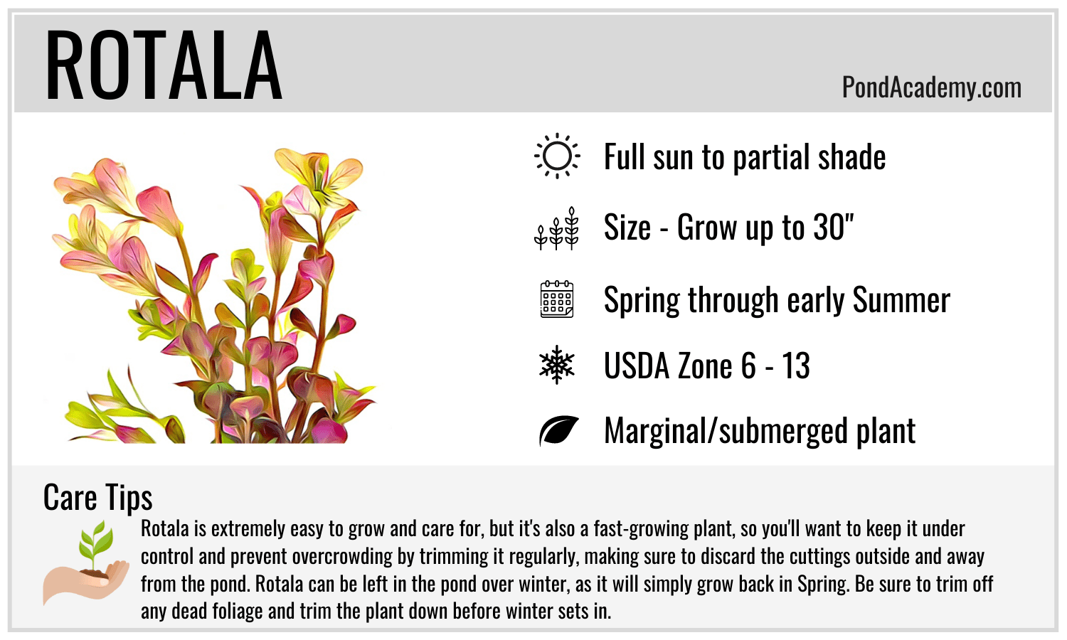 Rotala Care Card