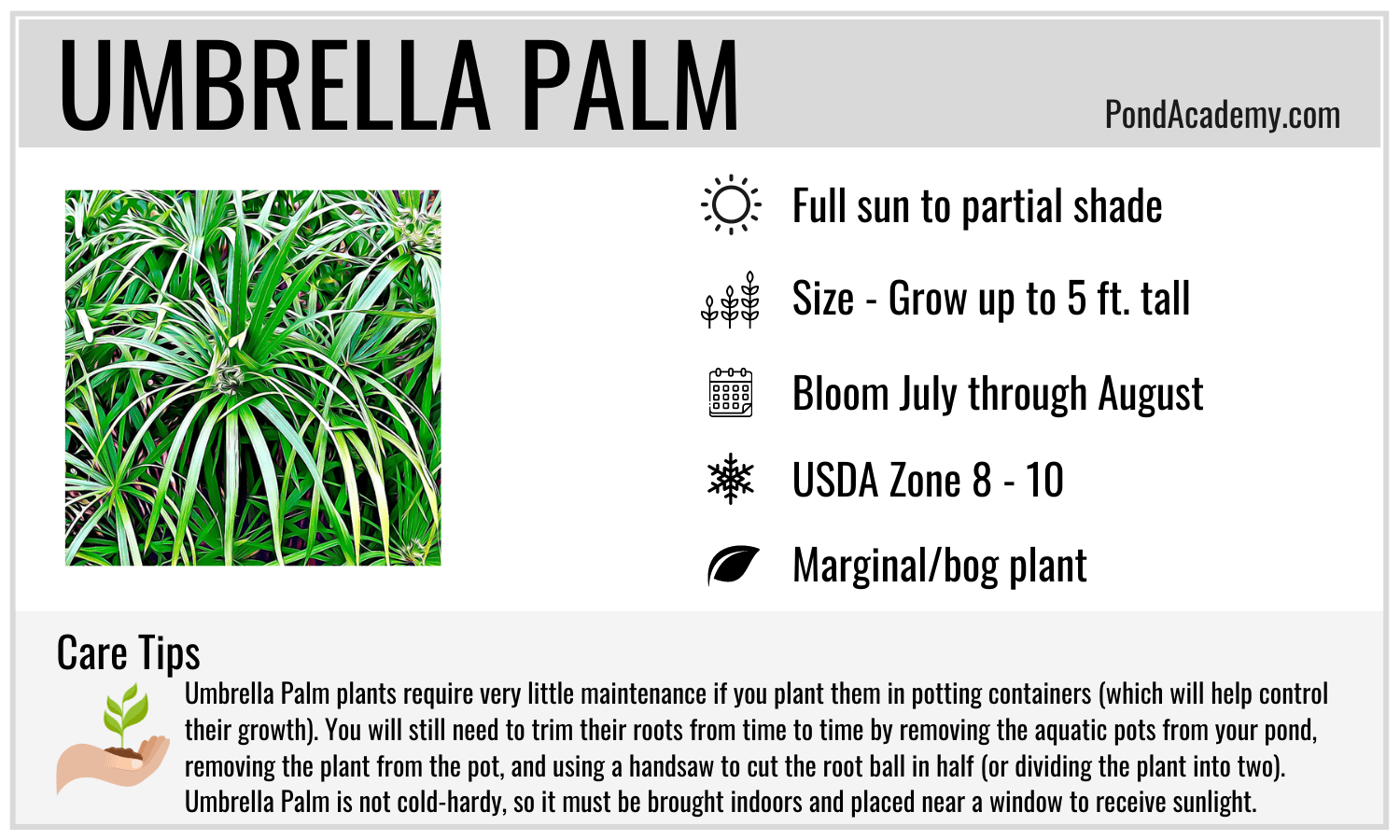 Umbrella Palm Care Card