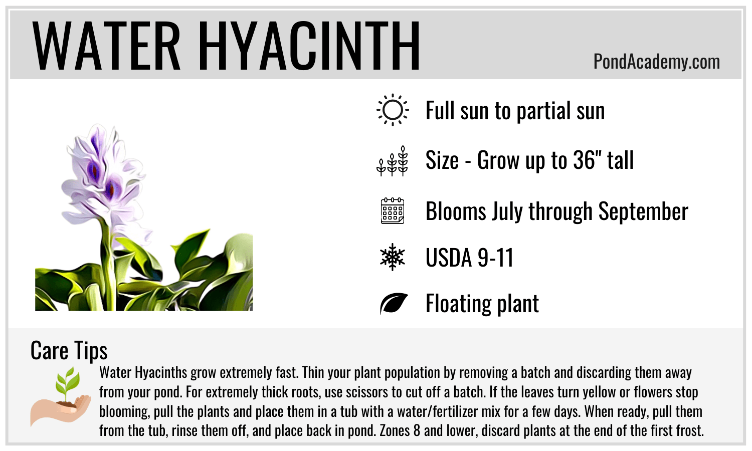 Water Hyacinth Care Card