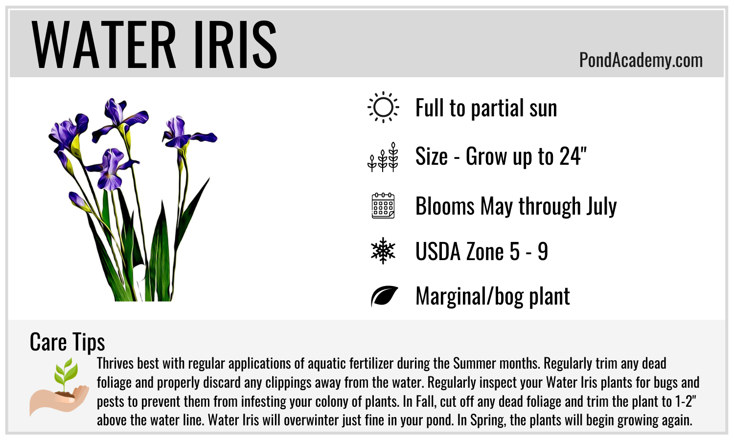 Water Iris Care Card
