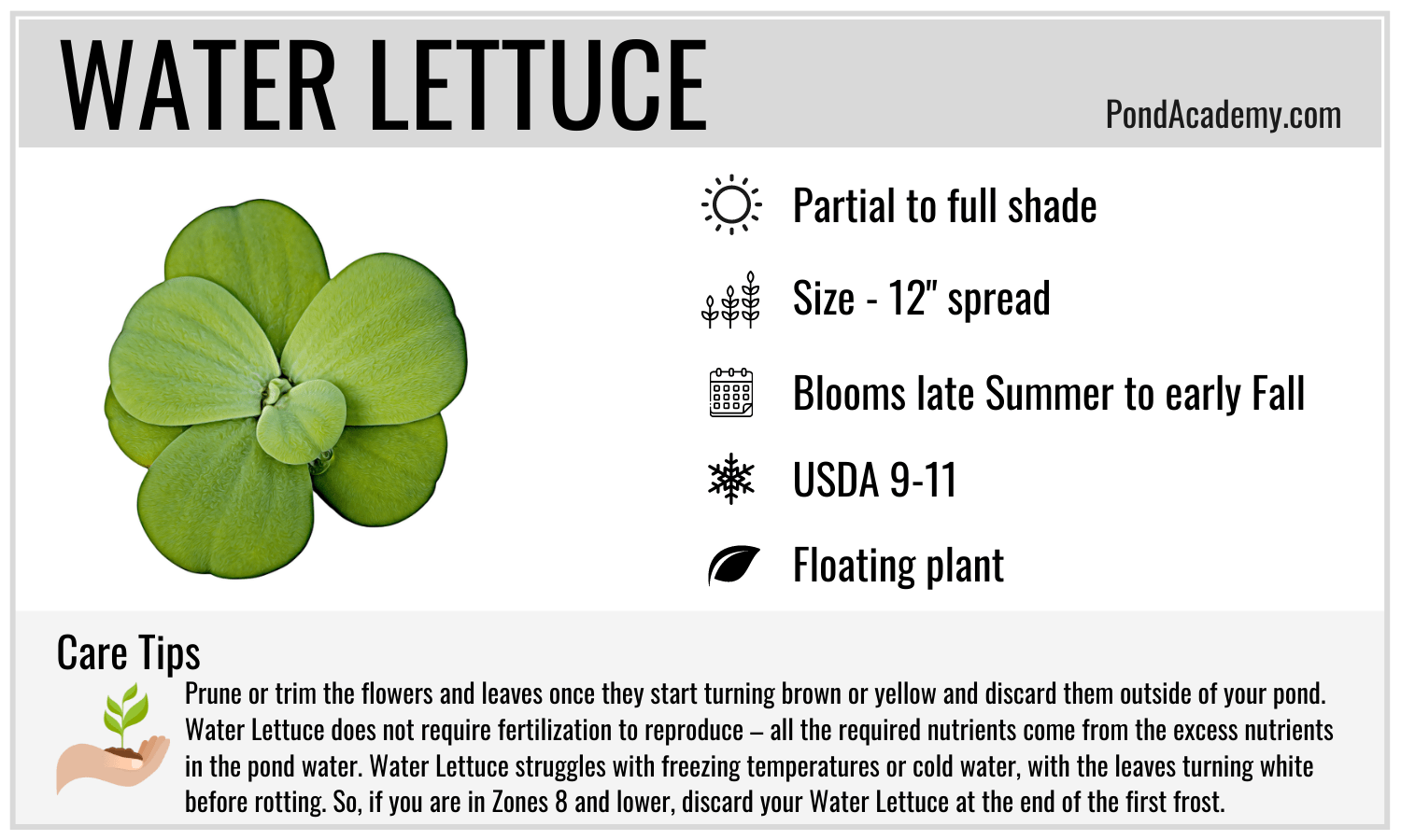 Water Lettuce care card