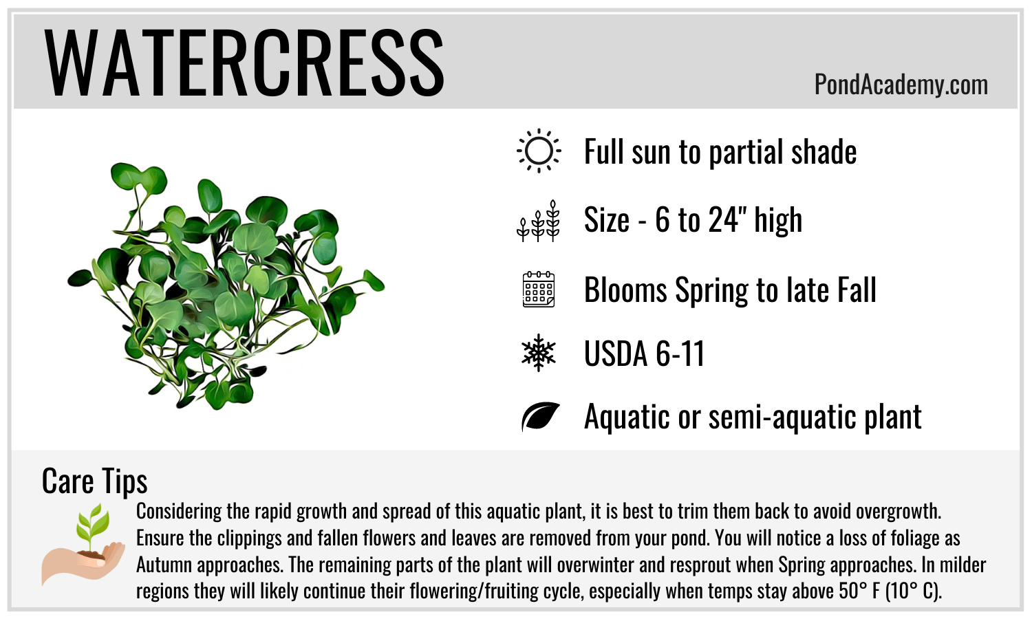 Watercress Care Card