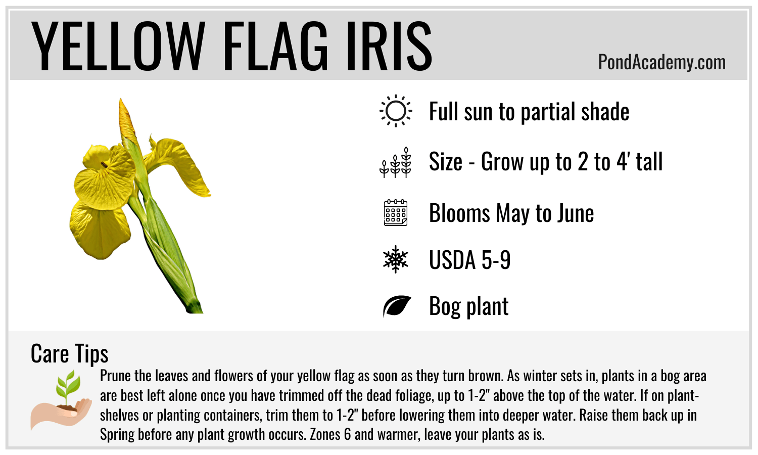 Yellow Flag Iris Care Card