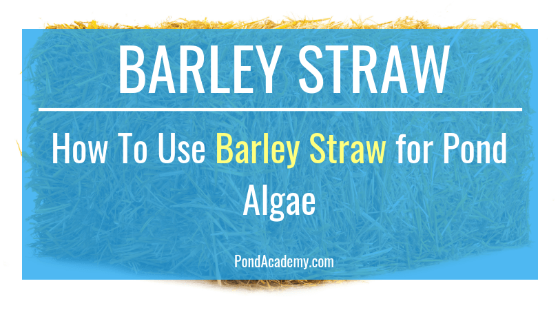 How To Use Barley Straw For Pond Algae (Does It Really Work?)