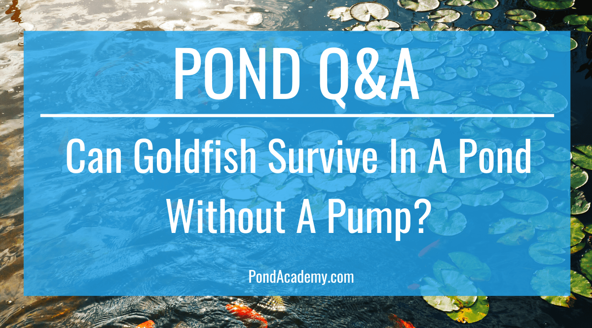 Can Goldfish Survive in a Pond Without a Pump?