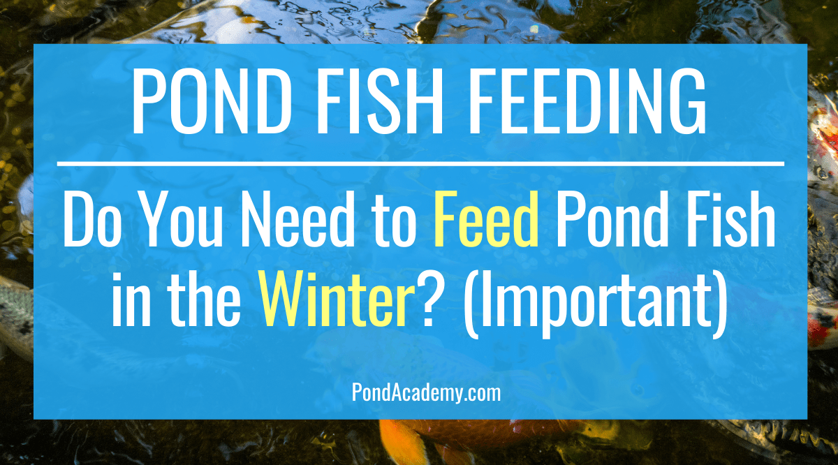 Do You Need to Feed Pond Fish in the Winter? (Important)