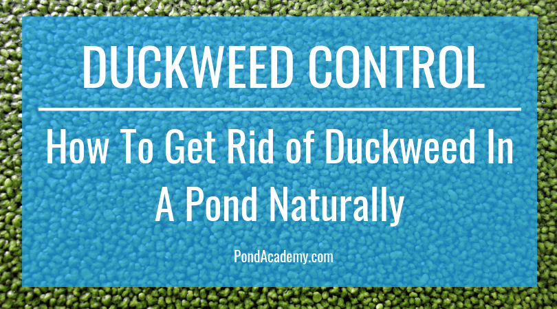 Duckweed Control: How to Get Rid of Duckweed in a Pond Naturally