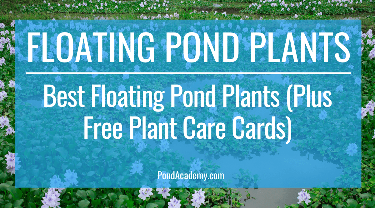5 Best Floating Pond Plants (Plus Free Plant Care Cards)