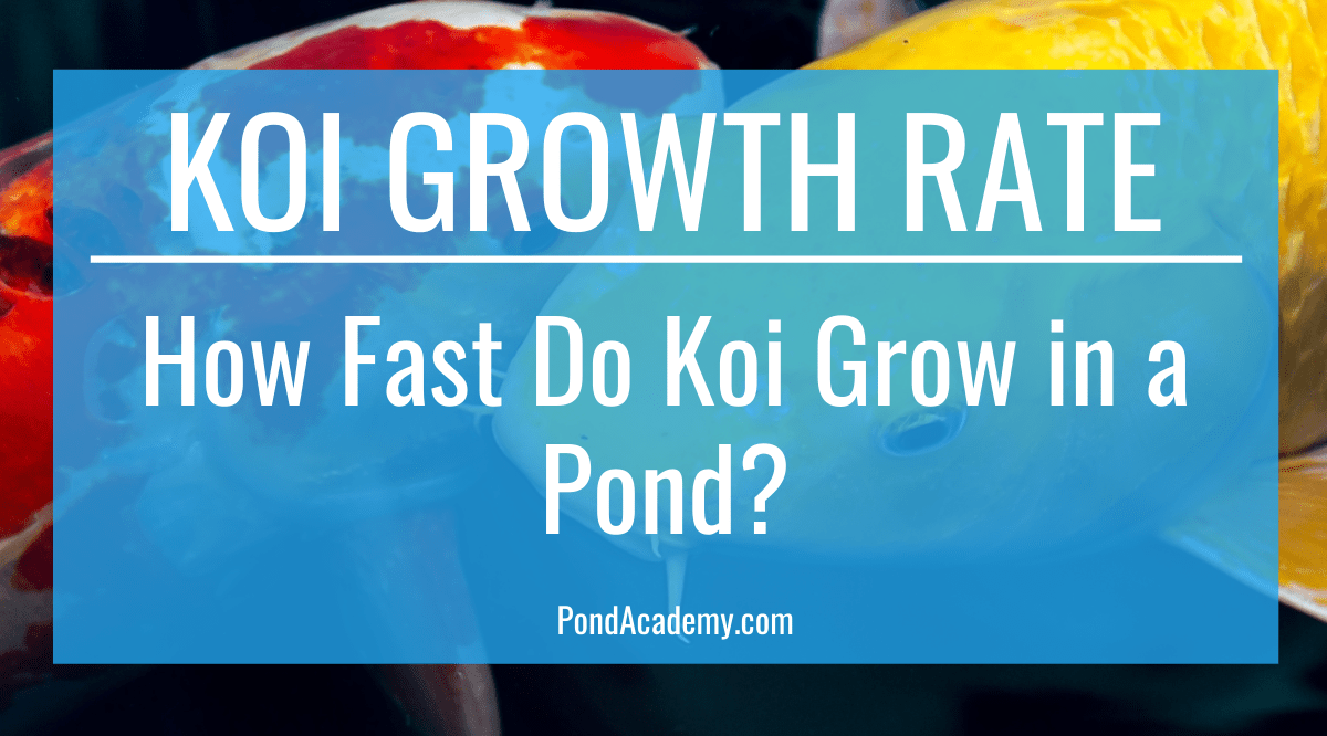 How Fast Do Koi Grow in a Pond?