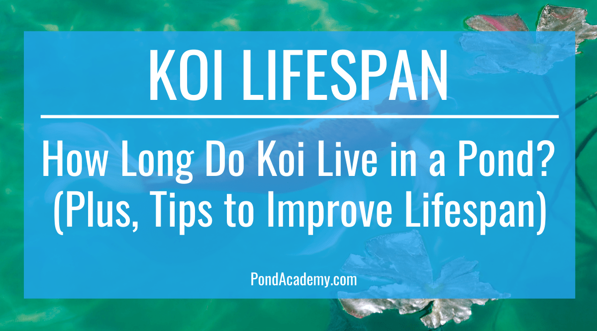 How Long Do Koi Live in a Pond? (Plus, Tips to Improve Lifespan)