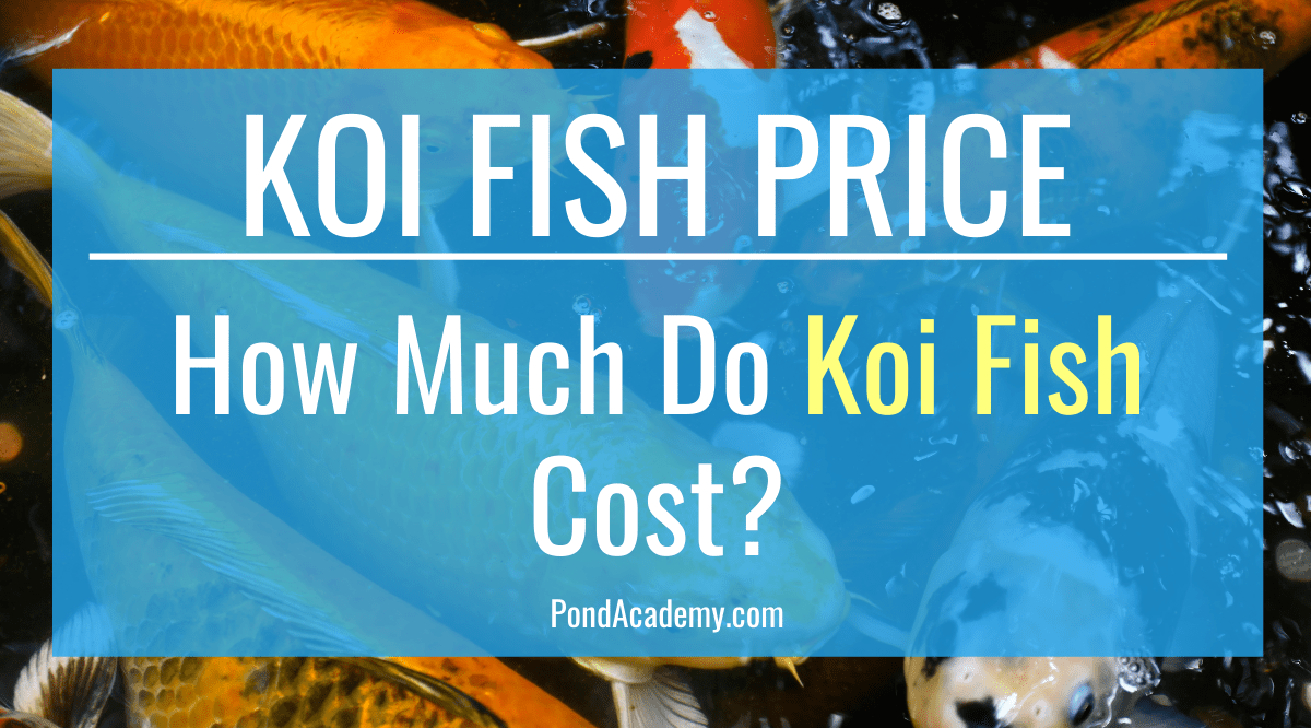 How Much Is a Koi Fish? (Koi Fish Price Chart)