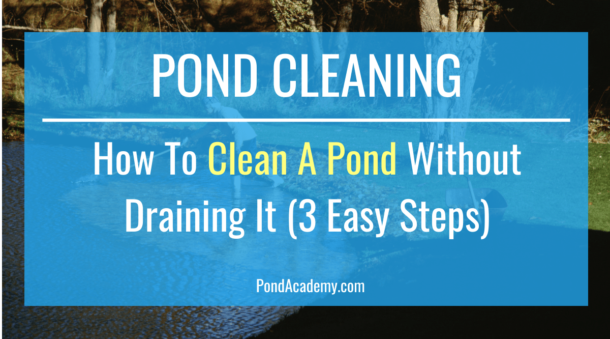 How to Clean a Pond Without Draining It (3 Easy Steps)