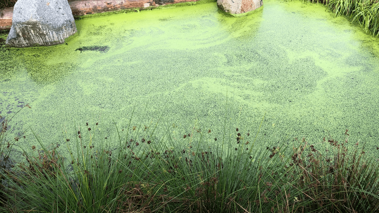 How to Get Rid of Algae in a Pond (Pond Algae Control)