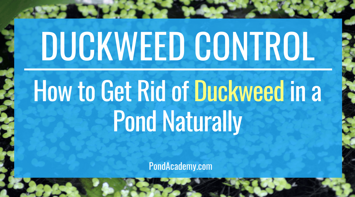 Duckweed Control: How to Get Rid of Duckweed in a Pond Naturally