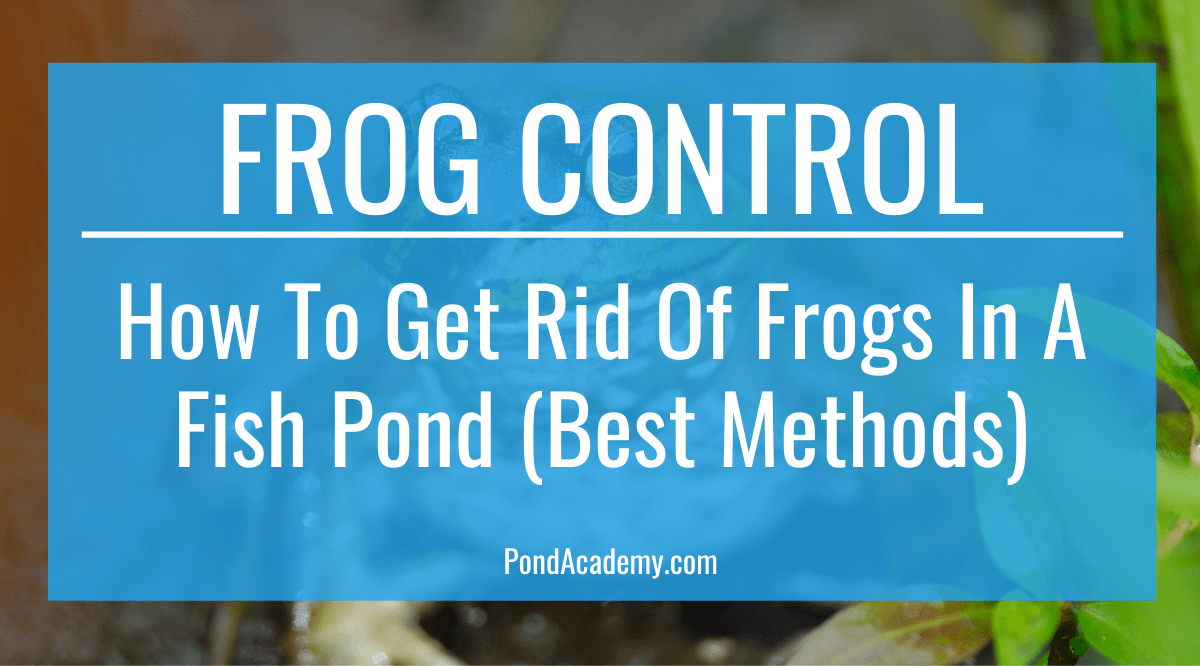 How To Get Rid Of Frogs In A Fish Pond (Best Methods)