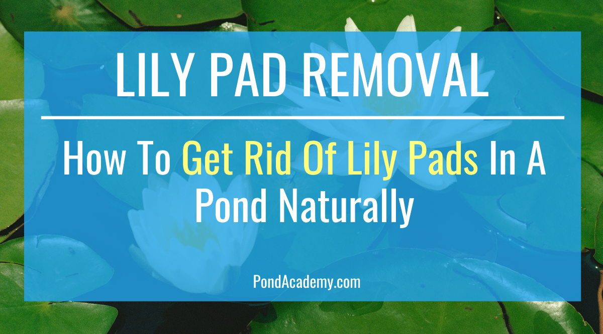 How to Get Rid of Lily Pads in a Pond Naturally