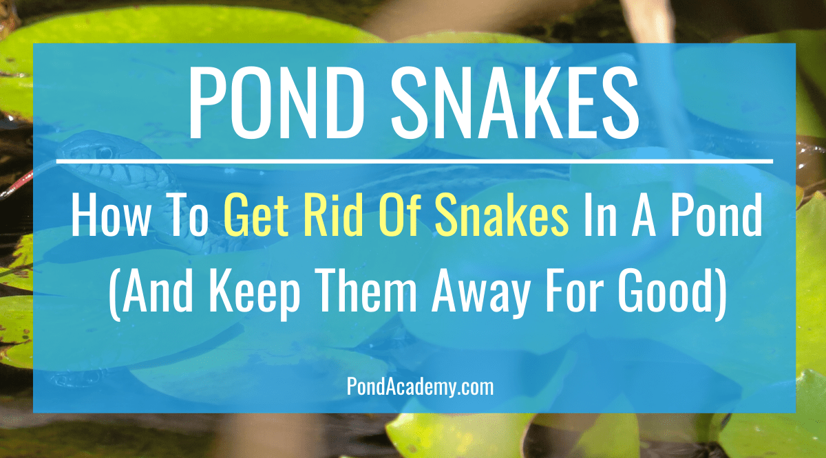 How to Get Rid of Snakes in a Pond (and Keep Them Away for Good)