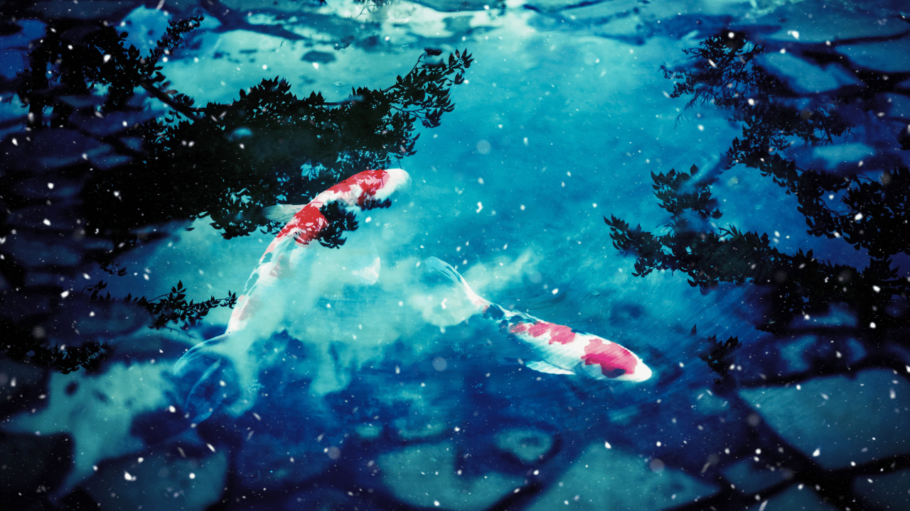 How to Keep Pond Fish Alive in Winter (Pond Winterizing Tips)