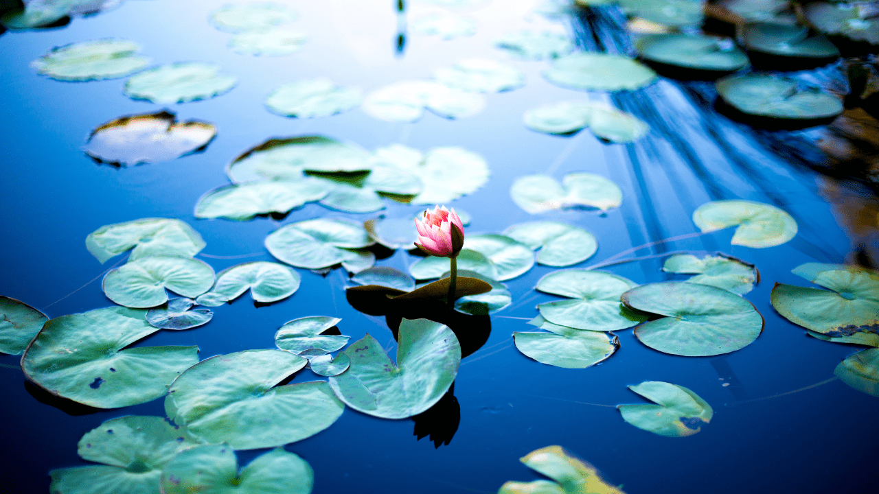 How to Keep Pond Plants Alive Over Winter (Easy Care Tips)