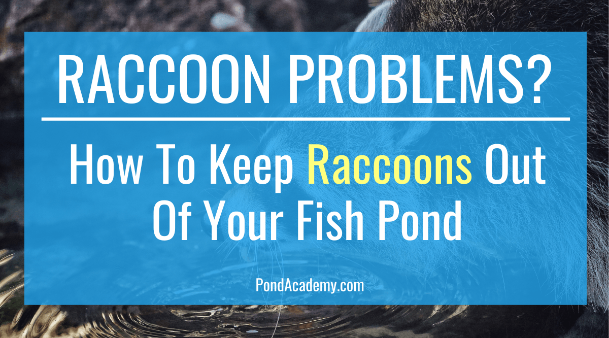 How to Keep Raccoons Out of Your Fish Pond