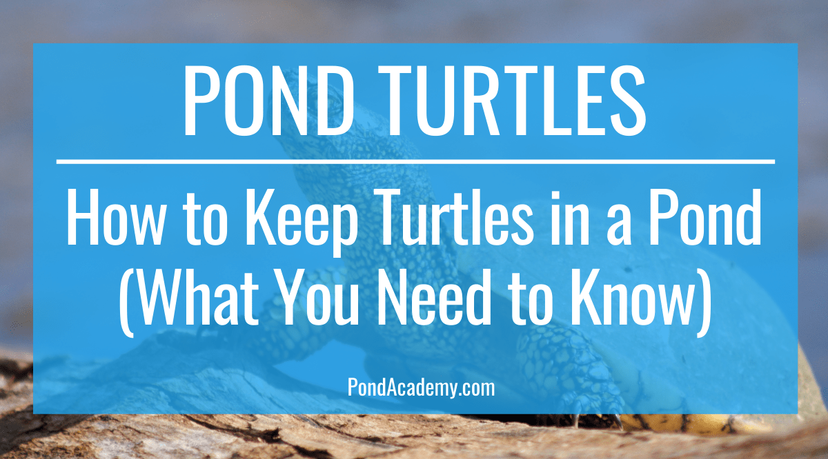 How to Keep Turtles in a Pond (What You Need to Know)