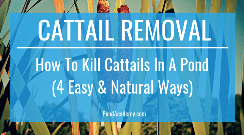cattails pond kill