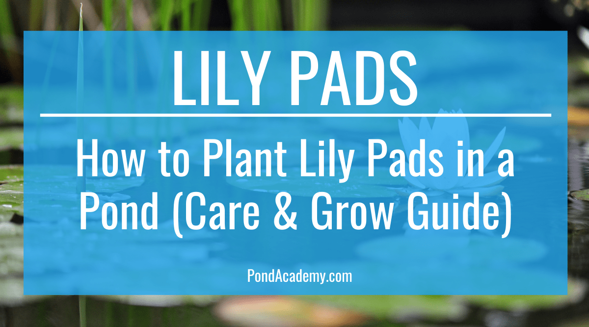 How to Plant Lily Pads in a Pond (Care & Grow Guide)