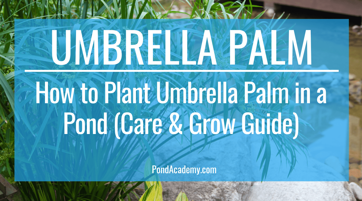 Umbrella Palm Pond Plant Care & Grow Guide