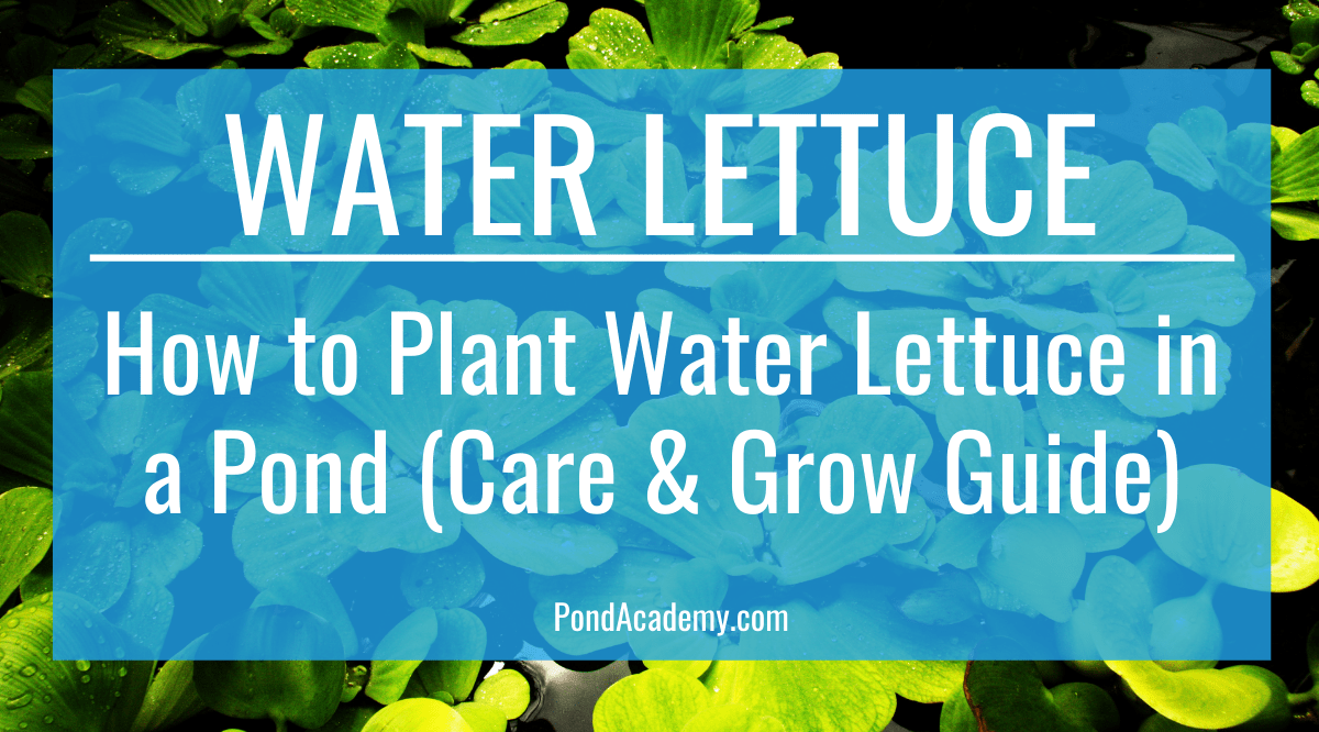 Water Lettuce Pond Plant Care & Grow Guide