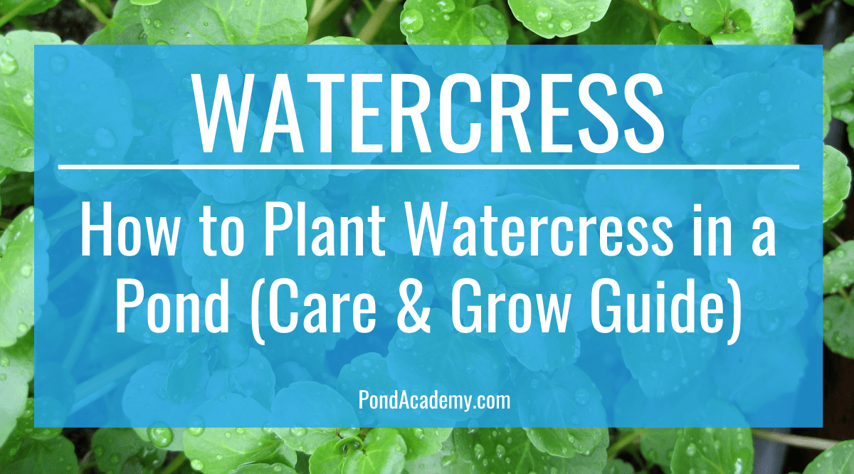 How to Plant Watercress in a Pond (Care & Grow Guide)