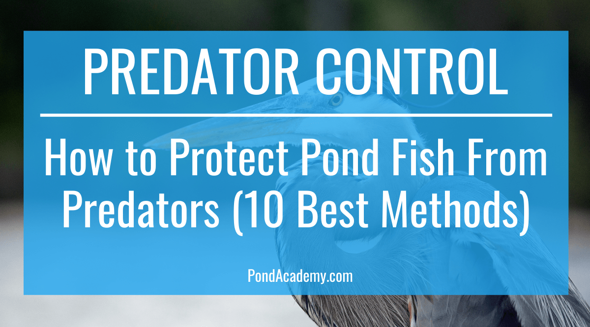 How to Protect Pond Fish From Predators (10 Best Methods)
