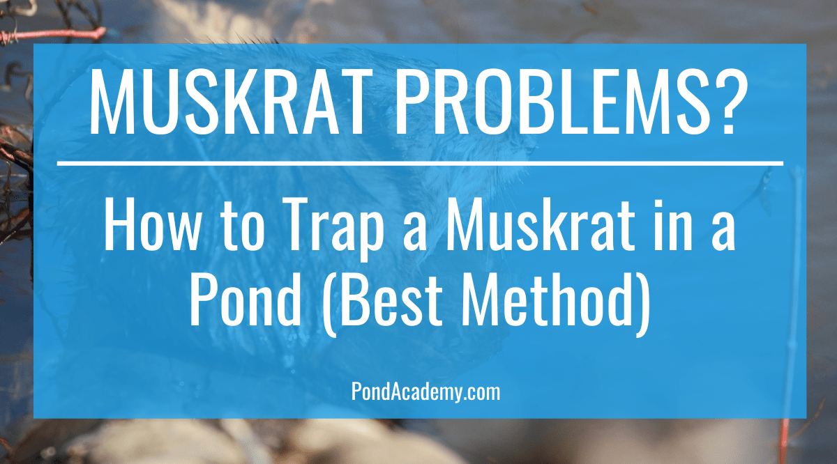 How to Trap a Muskrat in a Pond (Best Method)