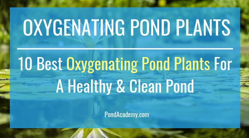 the-10-best-oxygenating-pond-plants-for-a-healthy-clean-pond