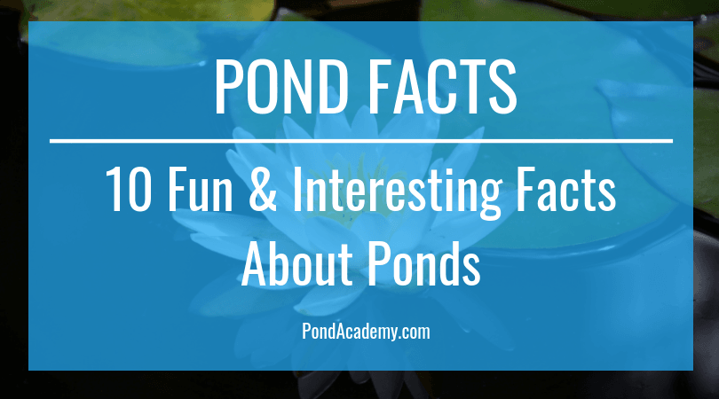 10 Fun Interesting Facts About Ponds