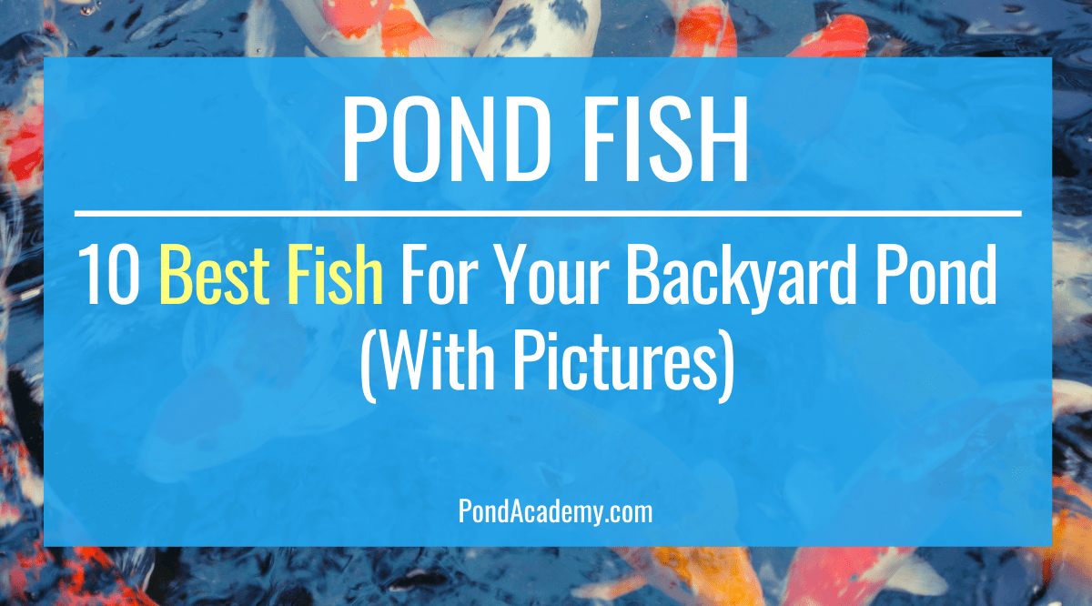 10 Best Fish For Your Backyard Pond (With Pictures)